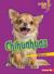 Chihuahuas Chihuahuas