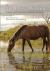 The Wild Horse Dilemma : Conflicts and Controversies of the Atlantic Coast Herds