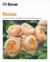Grow Roses : Essential Know-How and Expert Advice for Gardening Success
