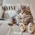 2027 Maine Coon Cat Wall Calendar 2027 Maine Coon Cat Wall Calendar