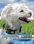 Magnificent Maltese Dog Coloring Book - Dogs Coloring Pages for Kids and Adults