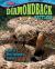 Diamondback Rattlers : America's Most Venomous Snakes!