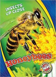 Honeybees : Insects up Close