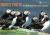 Project Puffin : How We Brought Puffins Back to Egg Rock