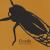 Cicada