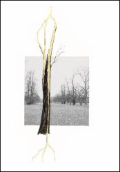 Giuseppe Penone: Thoughts in the Roots