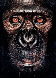 James Mollison: James and Other Apes