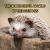 The Wonderful World of Hedgehogs : Interesting Facts about Hedgehogs