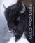 Wild Wonders : The Untamed and Enigmatic Animals That Inhabit Yellowstone National Park