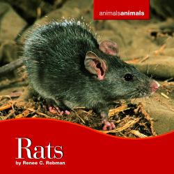 Rats