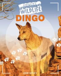 Dingo