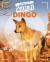 Dingo Dingo