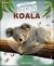 Koala Koala