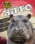 Hippo Hippo