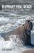 Elephant Seal Beach : Giants of the California Coast