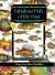 Fabulous Fish of the Past a Vintage Coloring Book of Rare Marine Illustrations : Originally Published in 1719 by French Artist Samuel Fallours with Hand Drawn Images from Sugar Gay Isber Mcmillan