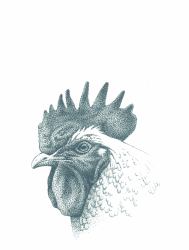 Exploring Black and White : Drawing and Painting Techniques