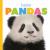 Baby Pandas Baby Pandas