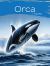 Orca : The Amazing Orca