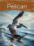 Brown Pelican : The Amazing Brown Pelican