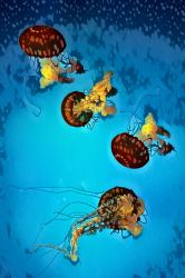 A Big Pocket Canvas for - Whatever You Want - 6x9 - National Aquarium Baltimore : Your Personal Art Book