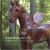 Outer Banks Wild : A Winged Horse Extravaganza Pictorial Outer Banks Wild : A Winged Horse Extravaganza Pictorial