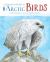A Children's Guide to Arctic Birds A Children's Guide to Arctic Birds