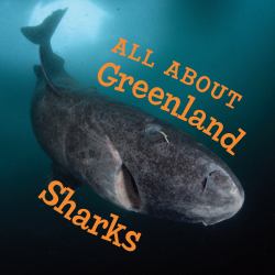 All about Greenland Sharks : English Edition