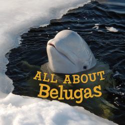 All about Belugas : English Edition