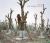 Yan Wang Preston : Forest