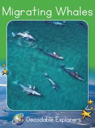 Migrating Whales : Fluency Launch