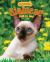 Siamese : Talk to Me!
