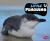 Little Penguins Little Penguins