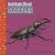 Fast Facts about Beetles