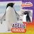 Adélie Penguin