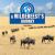 A Wildebeest's Journey A Wildebeest's Journey