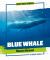 Blue Whale Blue Whale