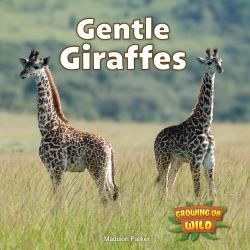 Gentle Giraffes