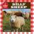Silly Sheep
