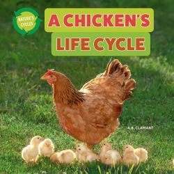 A Chicken's Life Cycle