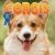Corgis Corgis