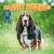 Basset Hounds Basset Hounds