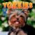 Yorkies Yorkies