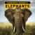 Elephants Elephants