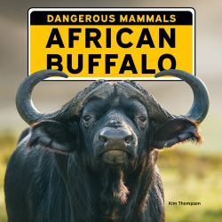 African Buffalo