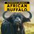 African Buffalo African Buffalo