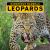 Leopards