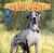 Great Danes Great Danes