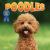 Poodles Poodles