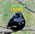 Crows Crows